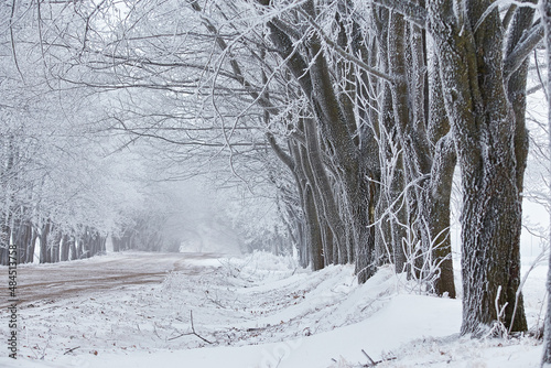 Obraz na płótnie Maple trees alley in frost. Winter rural dirt road. Snow covered field landscape. Cold foggy cloudy weather w salonie