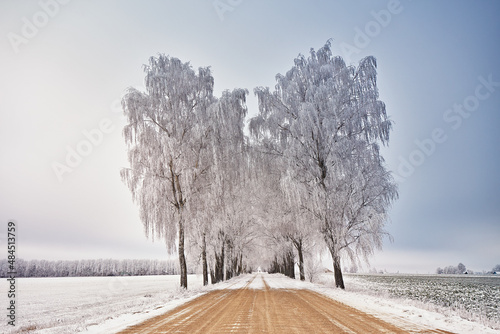 Obraz na płótnie Birch trees alley in frost. Winter rural dirt road. Overcast dramatic cloudy sky. Snow covered field landscape. Cold weather w salonie