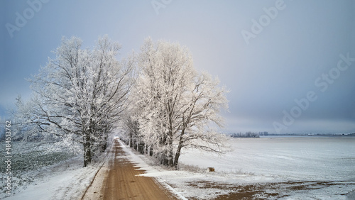 Obraz na płótnie Oak trees alley in frost. Winter rural dirt road. Overcast dramatic cloudy sky. Snow covered field landscape. w salonie
