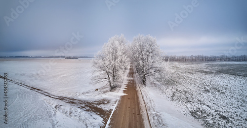 Obraz na płótnie Oak trees alley in frost. Winter rural dirt road. Overcast dramatic cloudy sky. Snow covered field landscape w salonie