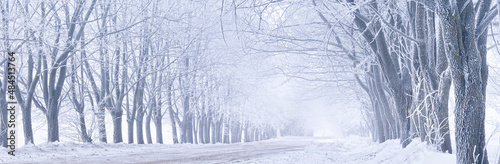 Maple trees alley in frost. Winter rural dirt road. Snow covered field landscape. Cold cloudy weather