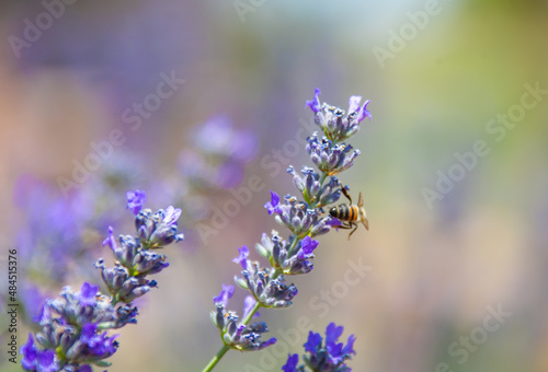 butterfly and lavender and honeybee