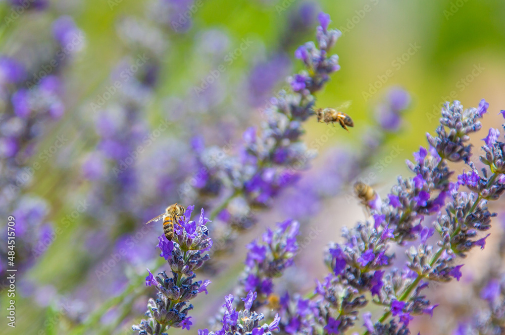 Fototapeta premium honeybee and lavender