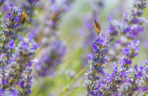 honeybee and lavender