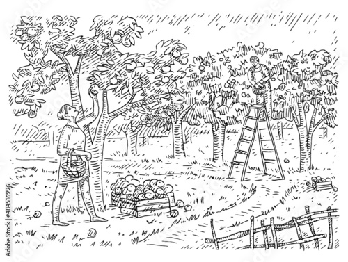 Woman and man harvesting the apple in garden. Engraving black vintage