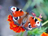 A reddish butterfly (peacock eye) sits on a red flower. An example of a successful disguise from predators.