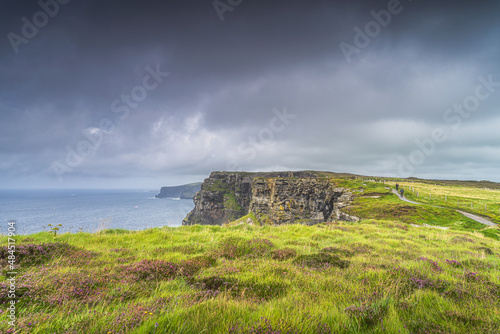 Purple heather growing on the top of iconic Cliffs of Moher, popular tourist attraction, UNESCO world heritage, Wild Atlantic Way, Clare, Ireland