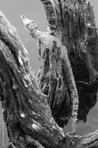 Baby Crocodile, Black and White, South Africa