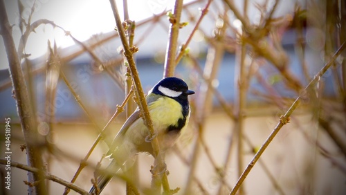 Tit sitting on branch