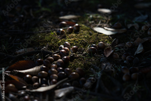 Tokyo,Japan - November 5, 2021: Fallen nuts of Quercus myrsinifolia on soil in the woods
 photo