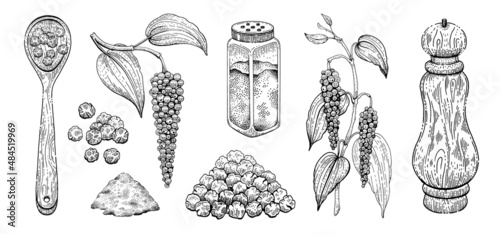 Black pepper vector illustration. Peppercorn spice. Vintage sketch with plant leaf, grinder mill, spoon. Food seasoning line drawing. Engraving outline botanical hand drawn pepper isolated on white photo