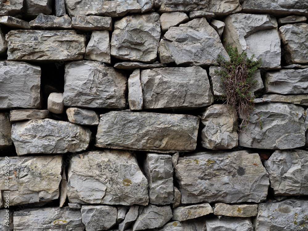 Grey rocky stone wall with texture and dying plant tree in lake como, italy	