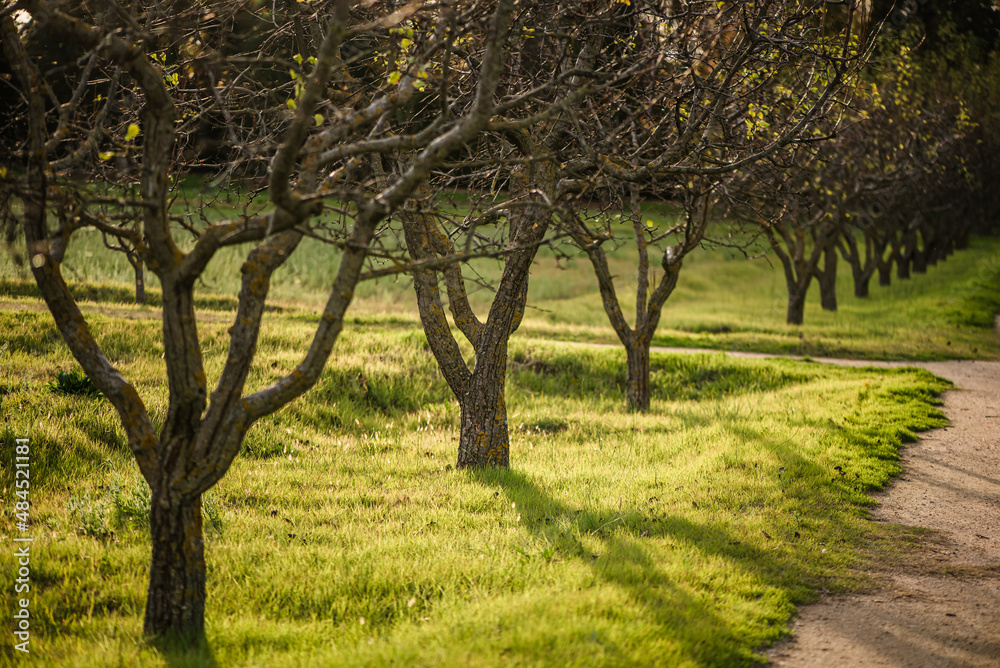 Beautiful path through the woods with young trees. Beautiful path through the woods with young trees.