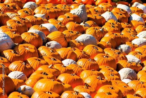 halloween pumpkins