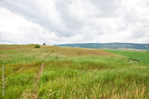 Field with green grass