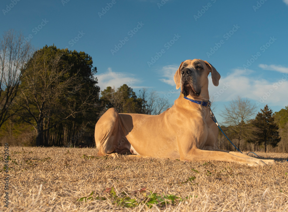 Majestic Great Dane purebred laying on a field