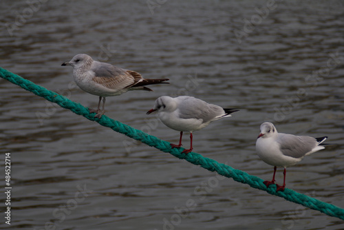 3 birds are resting on a rope