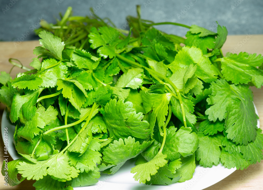 A bunch of coriander on a white plate. Useful product. Greens on the kitchen table. Vegetarian lunch ingredient. A bunch of coriander on a white plate. Useful product. Greens on the kitchen table. Vegetarian lunch ingredient.