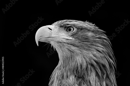 White-tailed eagle, portrait of a bird.
