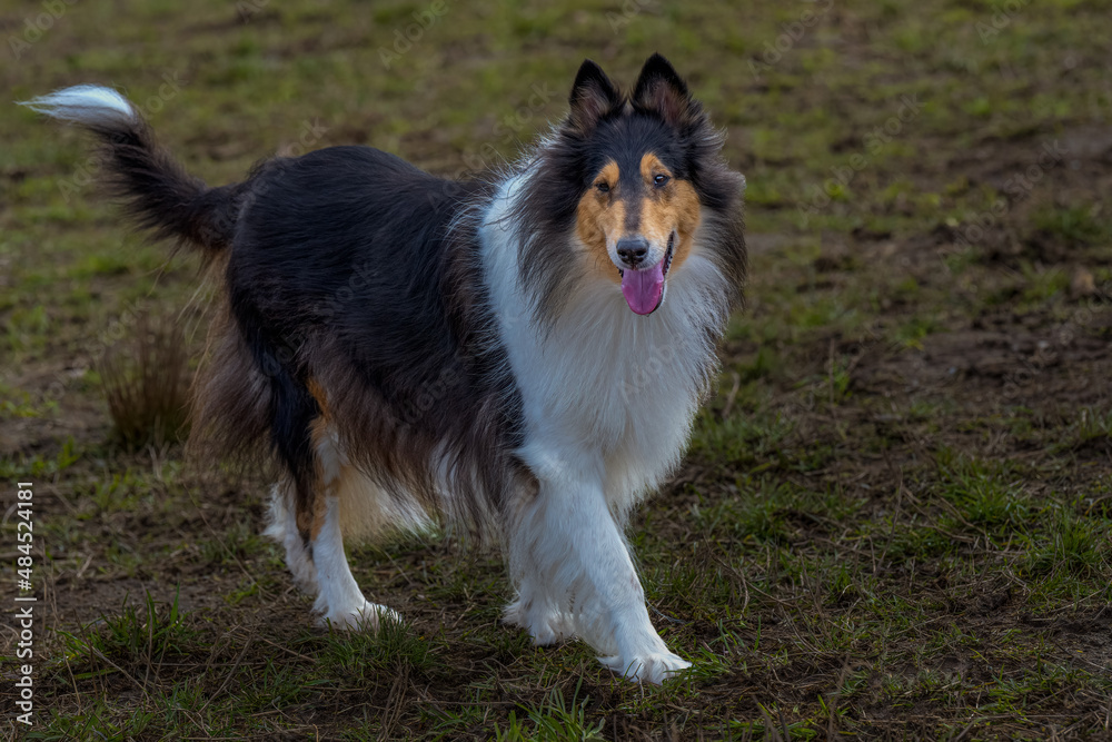 2022-02-02 AN ADULT LONG COATED COLLIE WALKING THROUGH A OPEN GREEN FIELD AT THE MARYNOOR OFF LEASH DOG PARK IN REDMOND WASHINGTON 2022-02-02 AN ADULT LONG COATED COLLIE WALKING THROUGH A OPEN GREEN FIELD AT THE MARYNOOR OFF LEASH DOG PARK IN REDMOND WASHINGTON