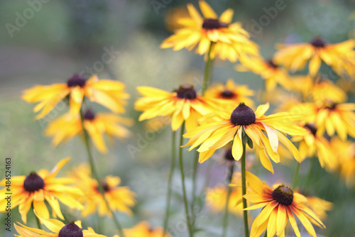 Photos Beautiful yellow flowers of rudbeckia in the flowerbed