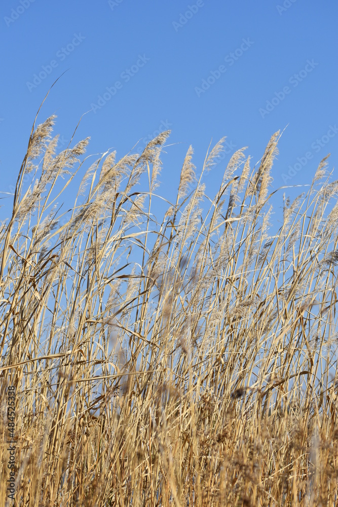 Obraz premium Fields