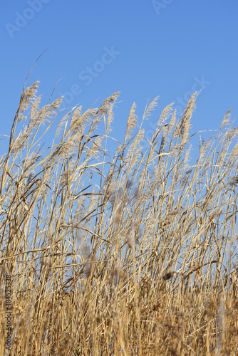 Fototapeta Naklejka Na Ścianę i Meble -  Fields