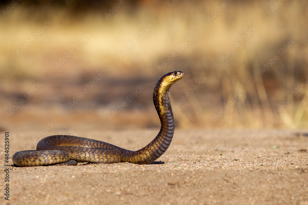 Obraz premium Snouted Cobra in South Africa