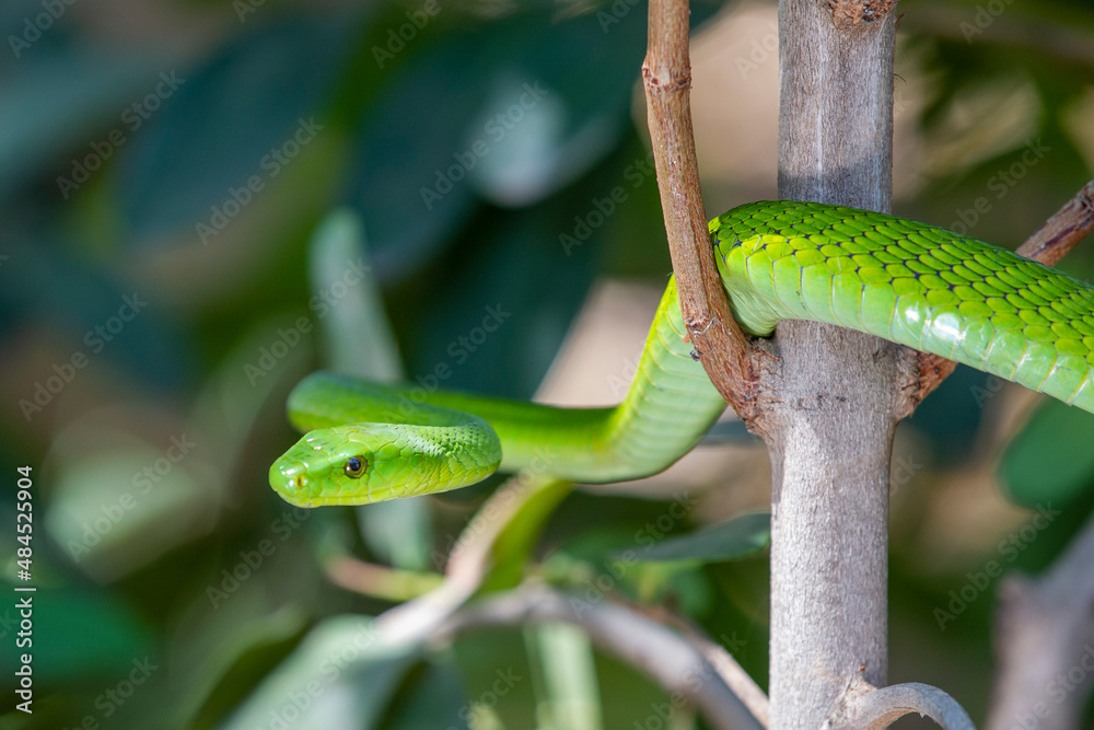 Obraz premium East African Green Mamba