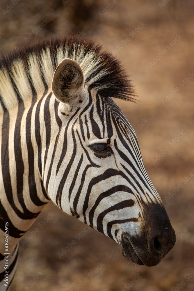 Naklejka premium Closeup of a common Zebra