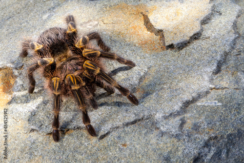 Baboon Spider on rock in South Africa