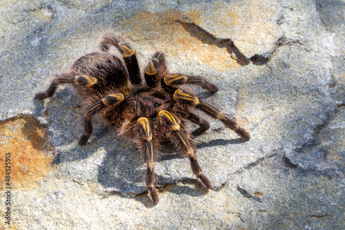 Baboon Spider on rock in South Africa