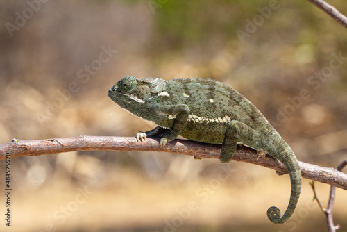 Vences's chameleon in South Africa