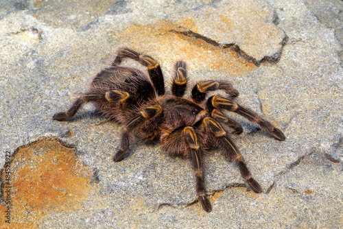 Baboon Spider in South Africa
