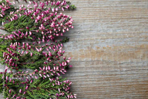 Heather branches with beautiful flowers on grey wooden table, flat lay. Space for text