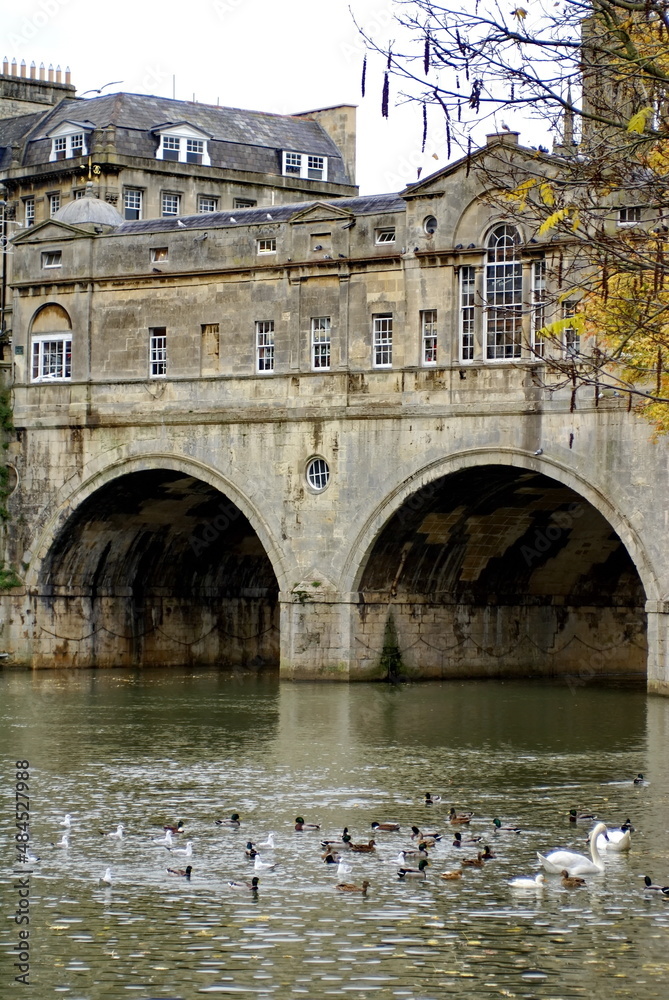Swans and other birds swimming on the River Avon, under the Pulteney Bridge, in Bath, England