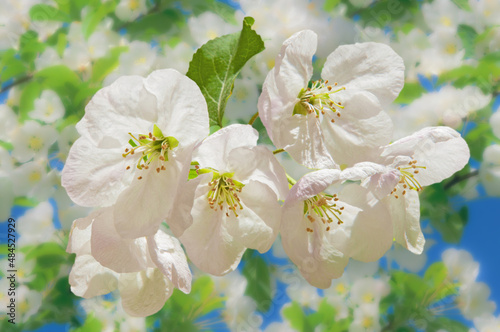 Bright white flowers of an apple tree close-up in the garden against the background of a flowering tree on a sunny day