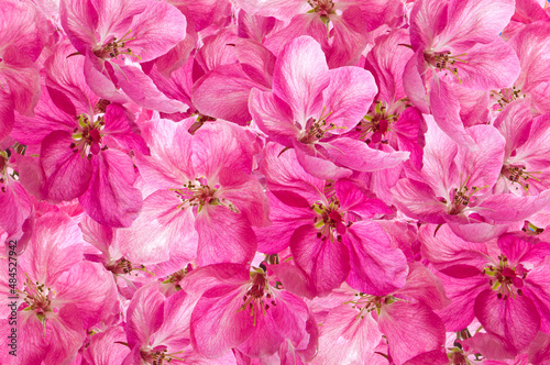 Floral spring colorful bright background of bright beautiful cherry flowers close-up