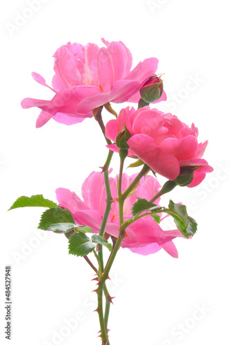 Bouquet of three bright beautiful pink roses with buds and green leaves on a white isolated background