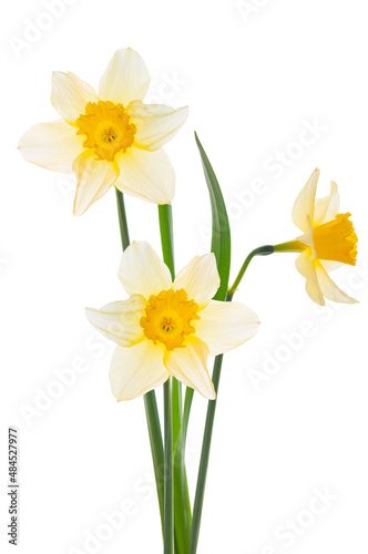 Three beautiful white narcissus flowers and bright green leaves close-up on a white isolated background