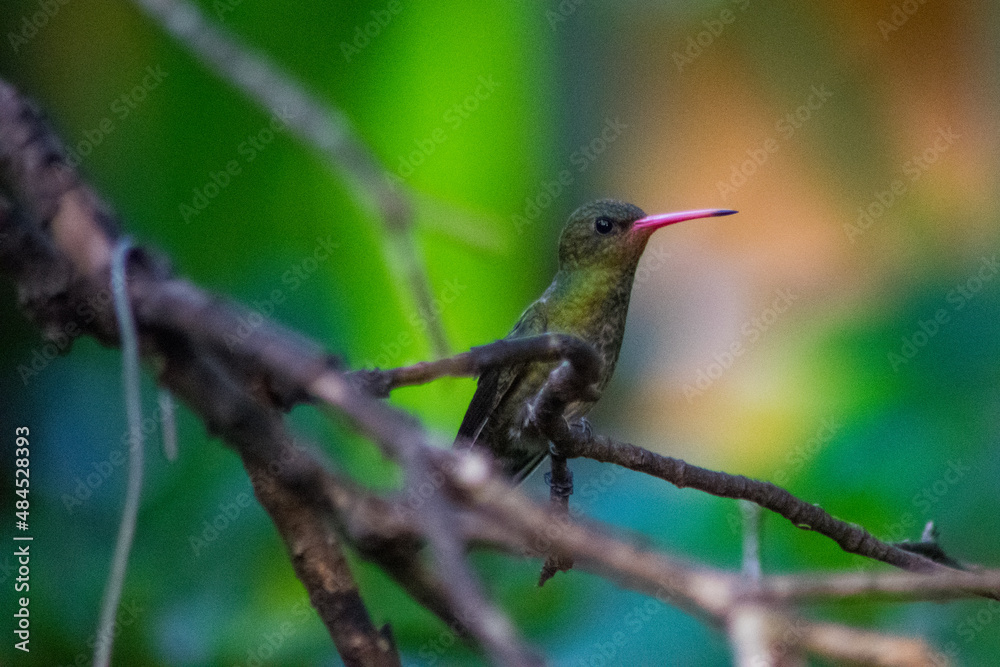 Fototapeta premium hummingbird