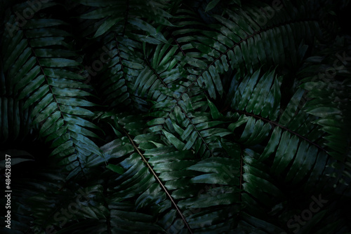 Tropical foliage green dark background