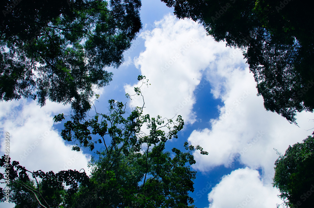 Obraz premium Cielo con Arboles