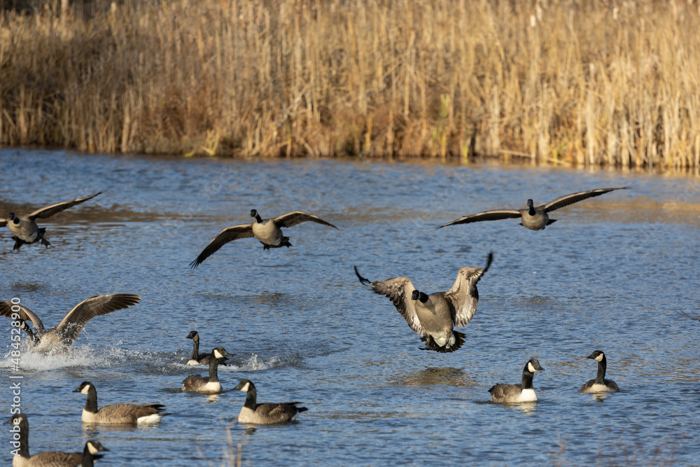 Canada Geese on Pond during fall migration Canada Geese on Pond during fall migration