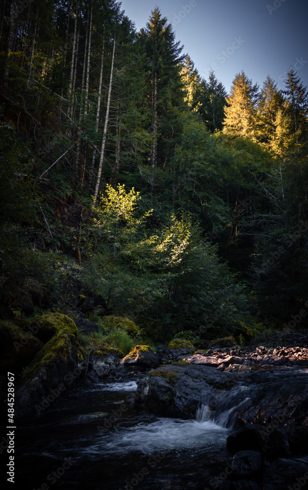 Wonderful forest and river, nature view Tillamook State Forest, Oregon. Forest background Wonderful forest and river, nature view Tillamook State Forest, Oregon. Forest background