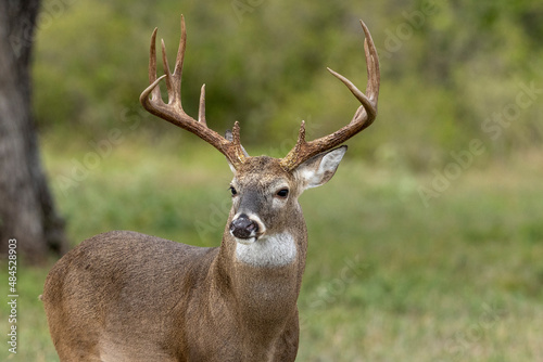 White tailed deer buck on Texas farmland