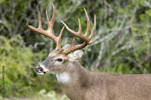 White tailed deer buck on Texas farmland photo