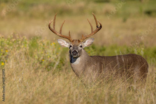 White tailed deer buck on Texas farmland © Dennis Donohue