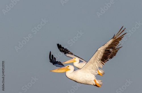 White Pelicans flying in Texas wetland