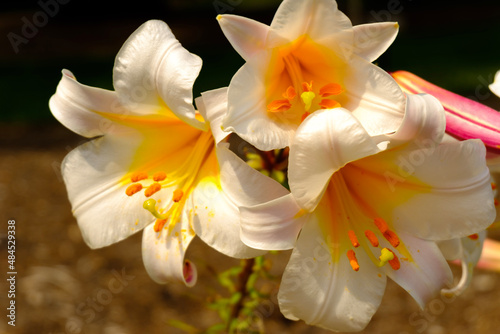 three white lily flowers